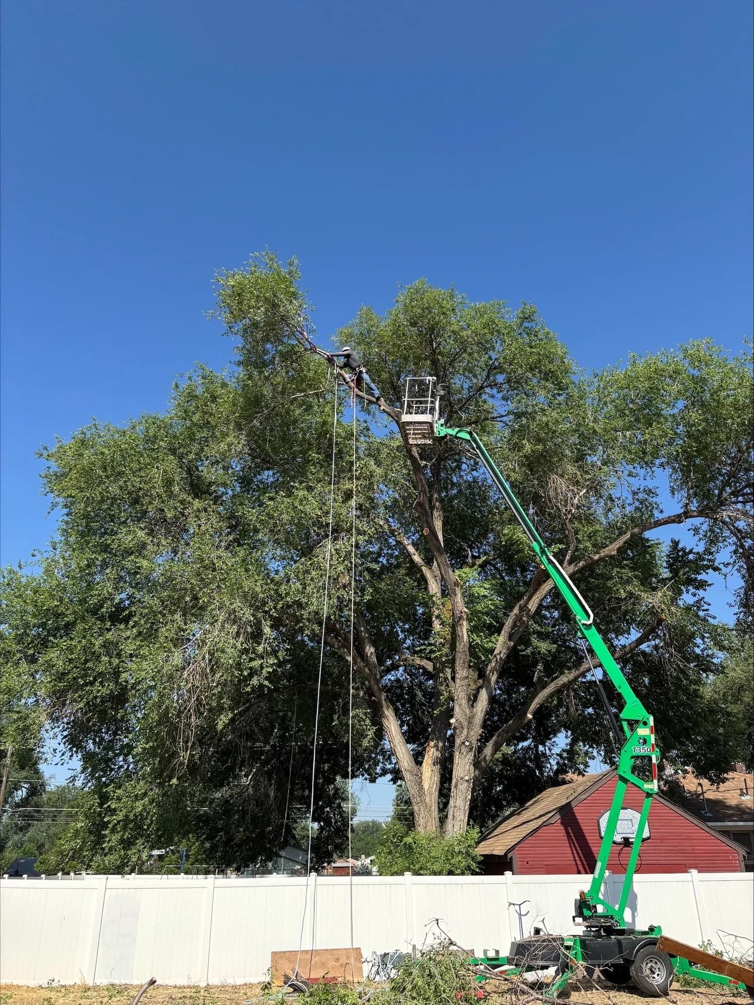 Tree Removal — West Jordan